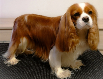 CHM-HR, CH-HR Nella's Cavaliers Paris