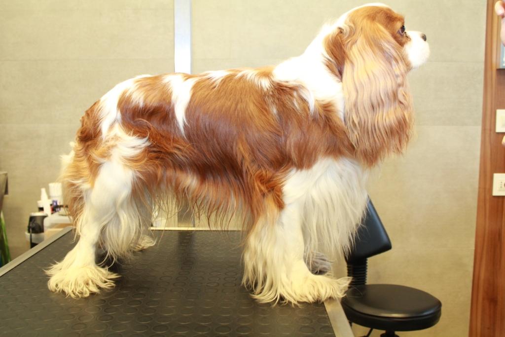 Grooming photo1 doc
