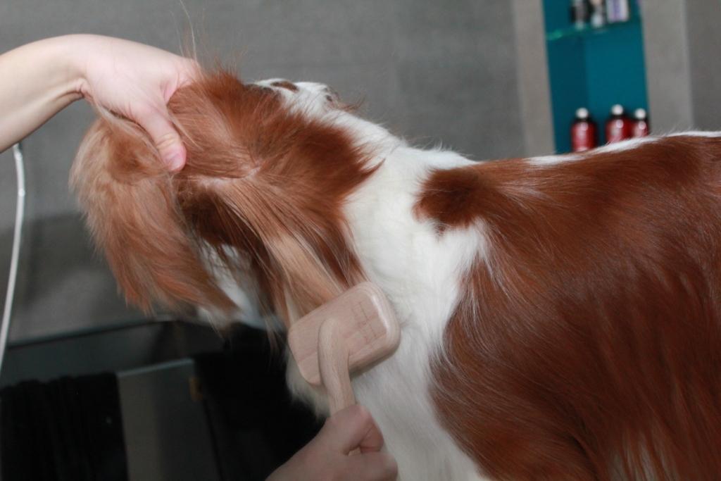 Grooming photo8 doc
