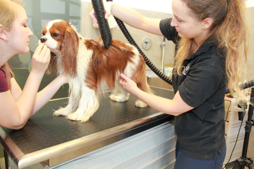 Grooming photo9 doc